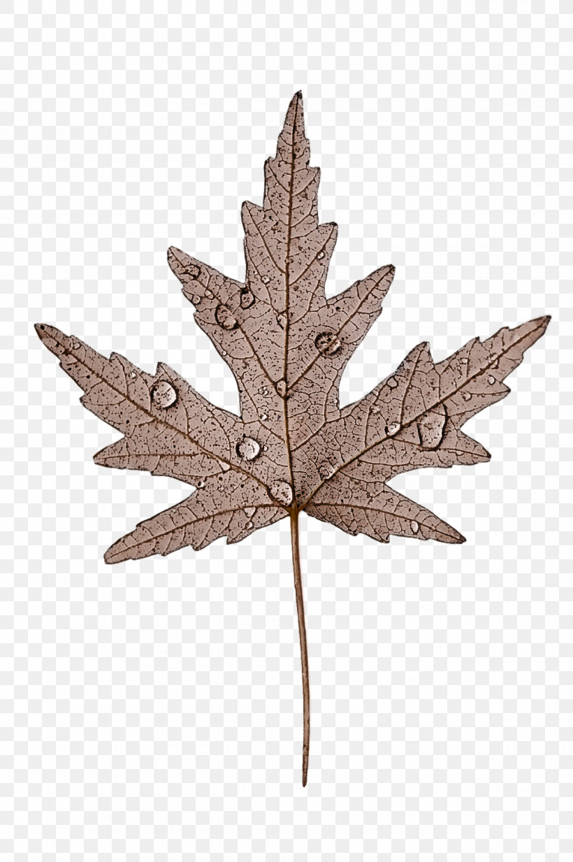 Leaf Maple Leaf / M Twig Tree M-tree, PNG, 1200x1805px, Leaf, Biology, Maple Leaf M, Mtree, Plant Structure Download Free