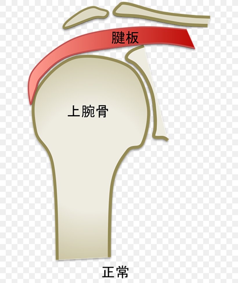 Product Design Joint Pulled Elbow, PNG, 650x974px, Joint, Elbow Download Free