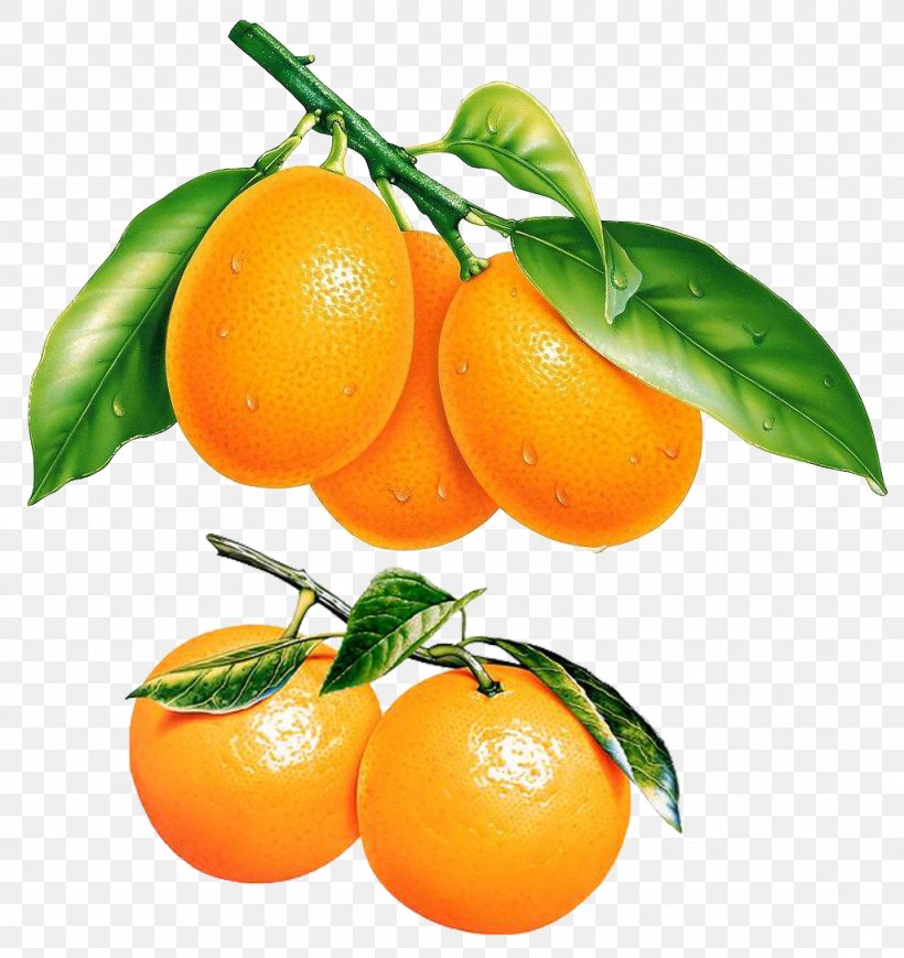 Tangerine Bitter Orange Fruit, PNG, 1024x1086px, Tangerine, Android Application Package, Bitter Orange, Calamondin, Chenpi Download Free