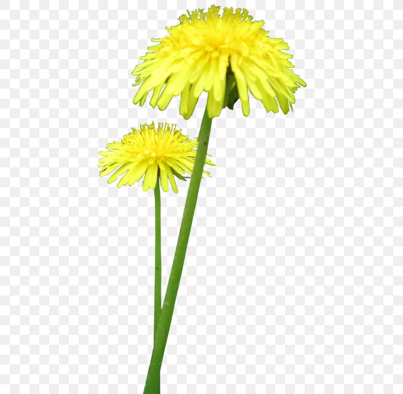 Cut Flowers Dandelion Maso-jiko, PNG, 438x800px, Cut Flowers, Annual Plant, Dahlia, Daisy Family, Dandelion Download Free