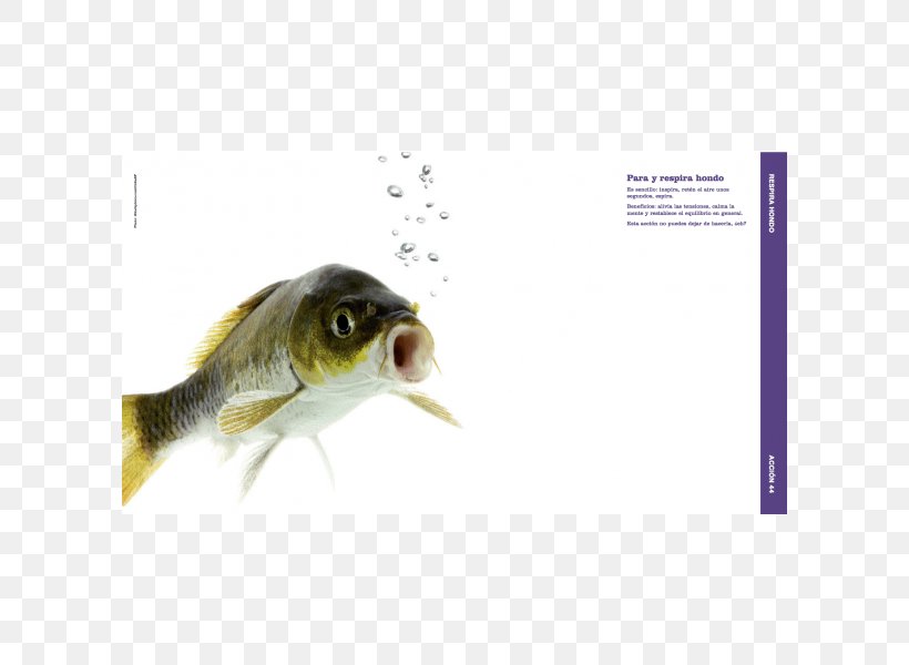 Nasal Cavity Fish Nostril Nasal Bone Odor, PNG, 600x600px, Nasal Cavity, Close Up, Fauna, Fish, Homo Sapiens Download Free
