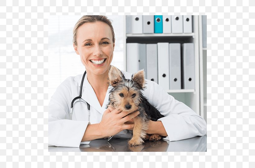 Dog Cat Veterinarian Veterinary Medicine Veterinary Nursing, PNG, 510x540px, Dog, Animal, Animal Training, Cat, Companion Dog Download Free