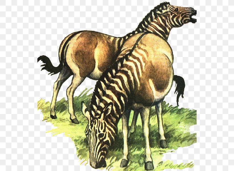Quagga Zebra Extinction Animal Donkey, PNG, 558x600px, Quagga, Animal, Donkey, Endangered Species, Equus Download Free