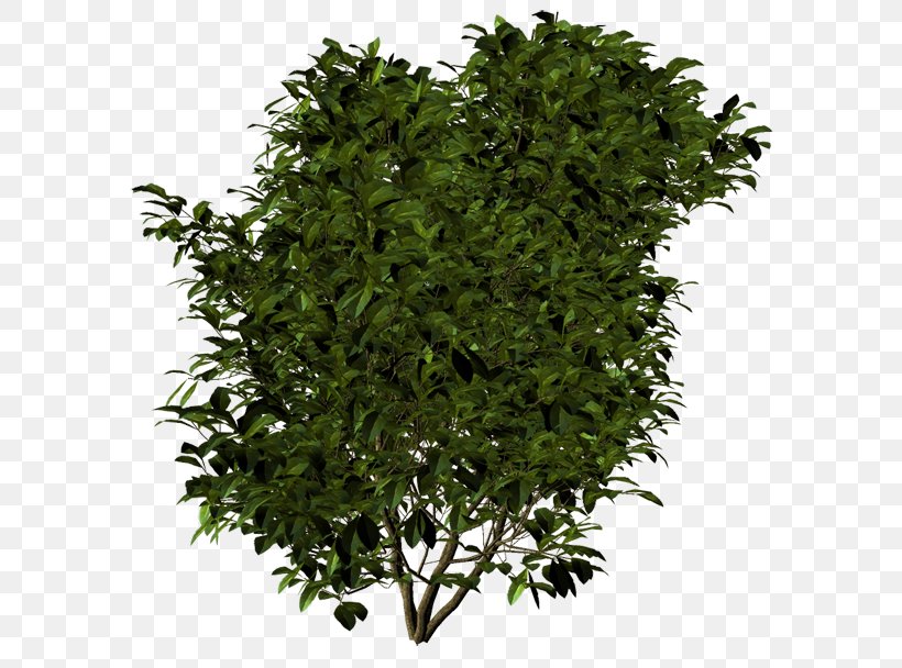 Tree Shrub Evergreen Leaf Herb, PNG, 600x608px, Tree, Evergreen, Grass, Herb, Leaf Download Free