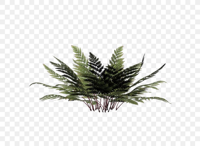A Clip Art, PNG, 600x600px, Apng, Arecales, Benzersiz, Evergreen, Grass Download Free
