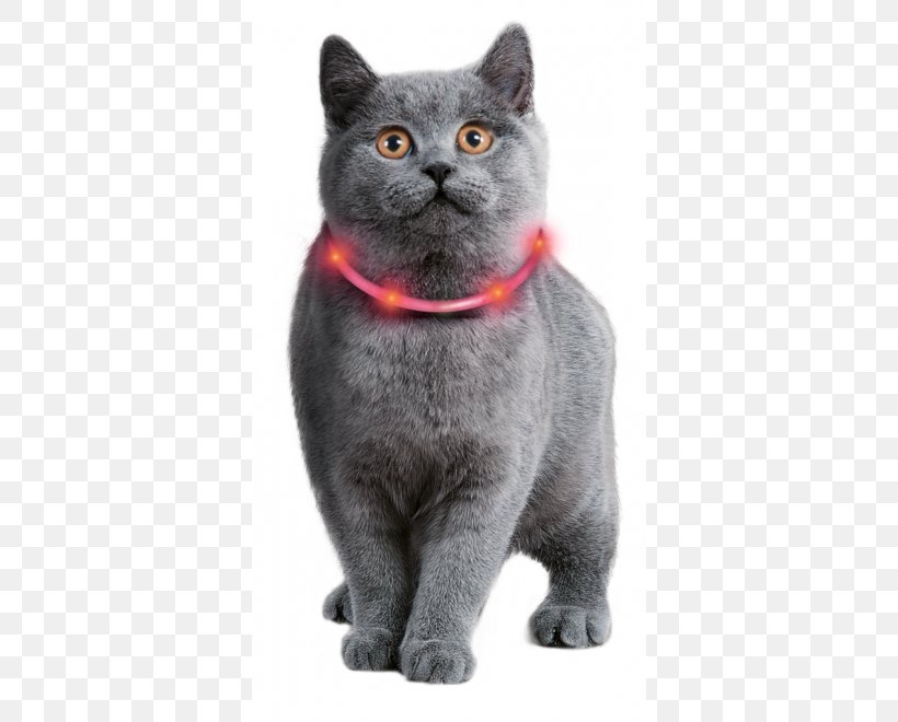 Cat Dog Collar Rope Light, PNG, 660x660px, Cat, American Shorthair, American Wirehair, Animal, Asian Download Free