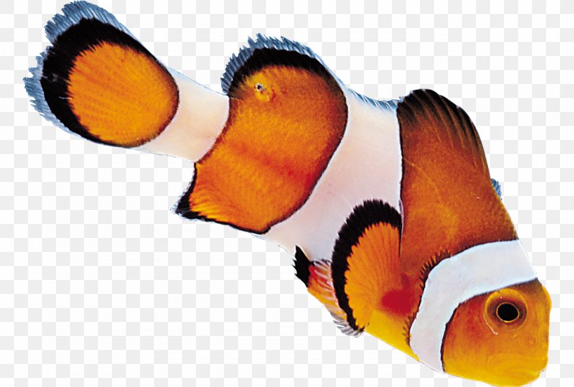 小丑魚 Desktop Wallpaper Clip Art, PNG, 1280x864px, Clown, Beak, Clownfish, Computer, Fish Download Free
