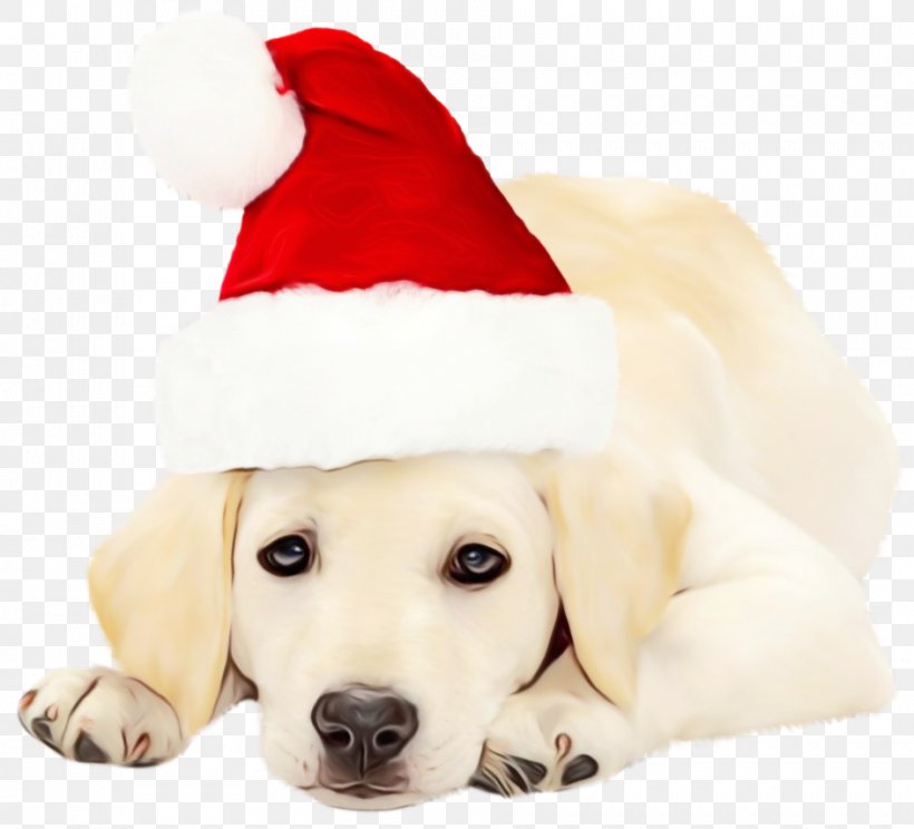 Golden Retriever Background, PNG, 943x856px, Labrador Retriever, Akbash Dog, Breed, Christmas, Christmas Day Download Free