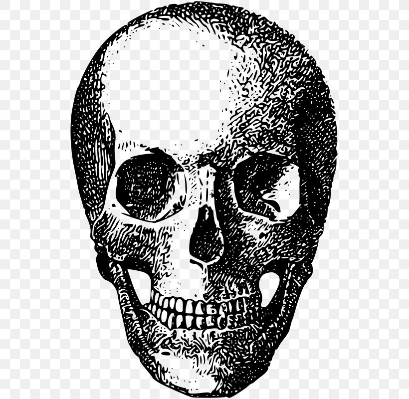 Skull Bone Skeleton Clip Art, PNG, 546x800px, Skull, Black And White, Bone, Brush, Drawing Download Free