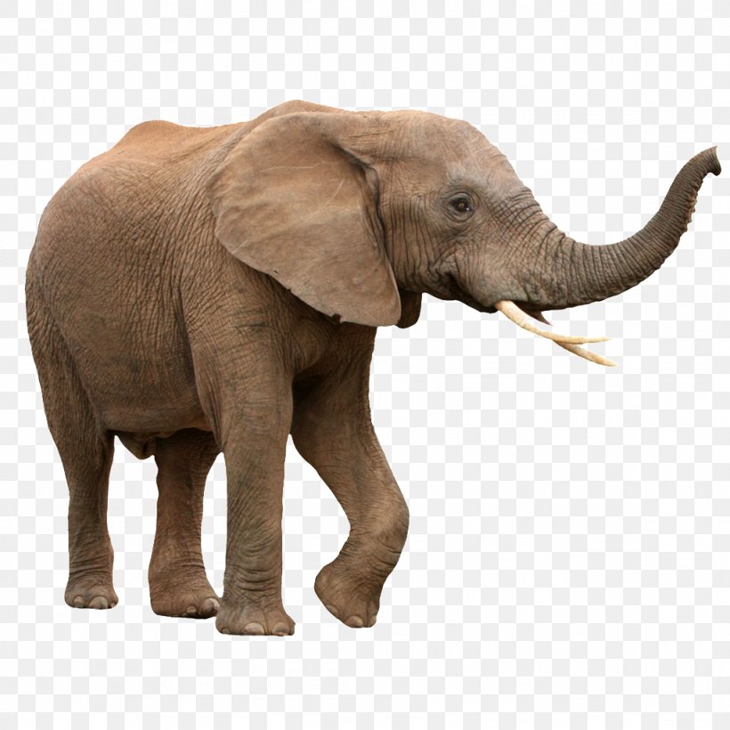 African Bush Elephant Asian Elephant Rhinoceros Lion, PNG, 1024x1024px, African Bush Elephant, African Elephant, Asian Elephant, Elephant, Elephants And Mammoths Download Free