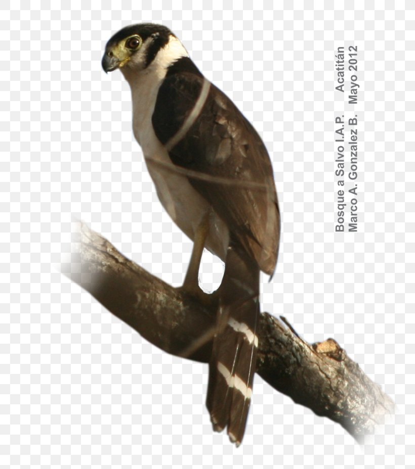Collared Forest Falcon Barred Forest Falcon Hawk Bird, PNG, 768x928px, Hawk, Barn Swallow, Beak, Bird, Bird Of Prey Download Free