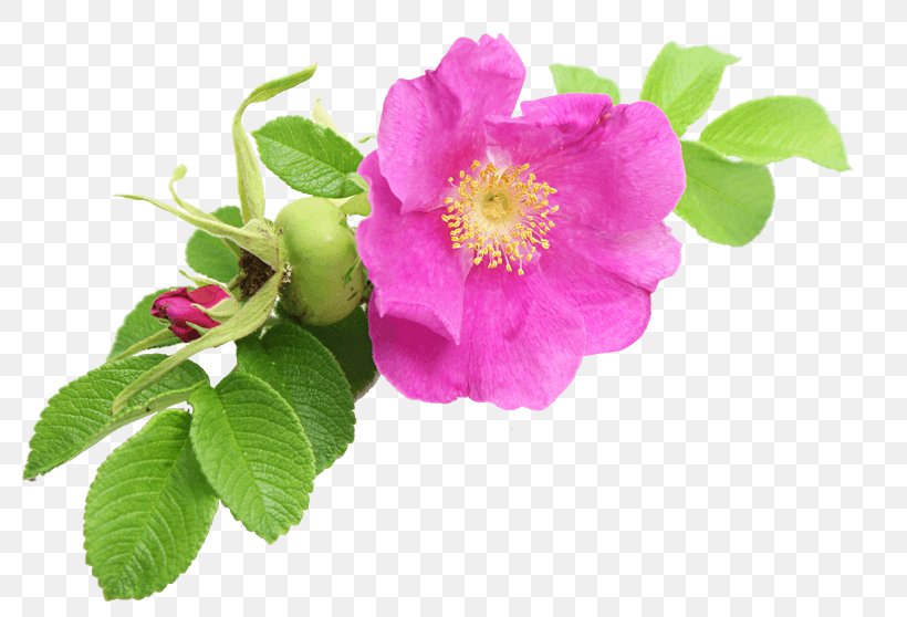 Dog-rose Stock Photography Cabbage Rose Stock.xchng Clip Art, PNG, 800x558px, Dogrose, Cabbage Rose, Flower, Flowering Plant, French Rose Download Free