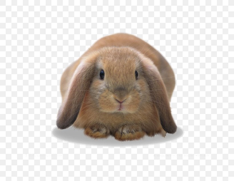 Domestic Rabbit European Rabbit Hare, PNG, 808x635px, Domestic Rabbit, Animal, Avatar, Creativity, Cuteness Download Free