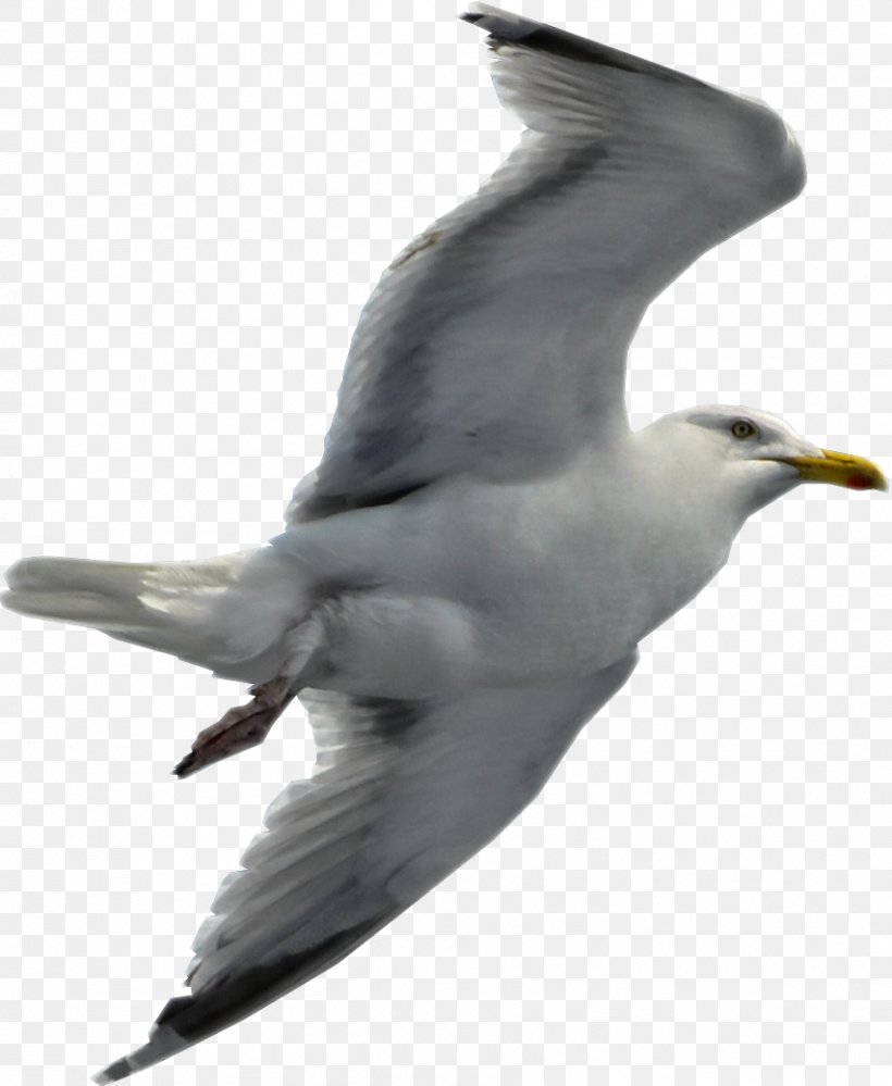 Gulls Flight Bird, PNG, 853x1040px, Gulls, Beak, Bird, Bird Flight, Charadriiformes Download Free