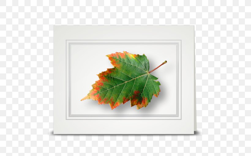 Maple Leaf Tree Rectangle, PNG, 510x510px, Maple Leaf, Leaf, Maple, Rectangle, Tree Download Free