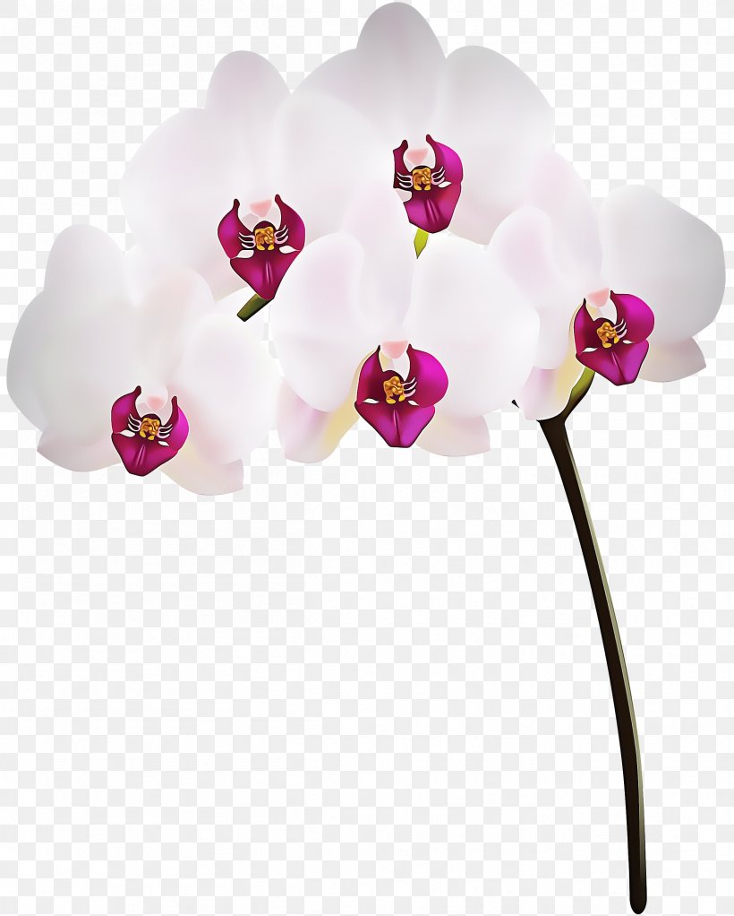 Moth Orchid Flower Pink Plant Flowering Plant, PNG, 2407x3000px, Moth Orchid, Cut Flowers, Flower, Flowering Plant, Magenta Download Free