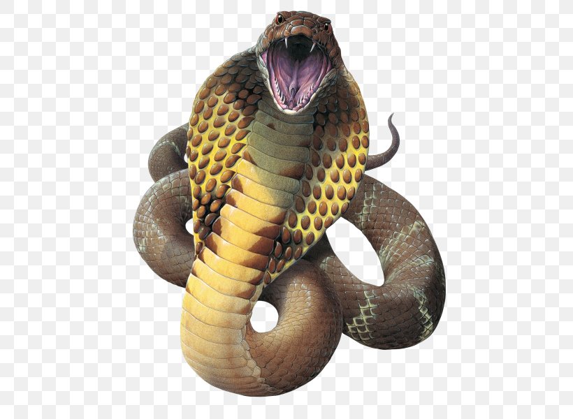 Snake King Cobra Reptile Gaboon Viper, PNG, 487x600px, Snake, Animal, Cobra, Colubridae, Display Resolution Download Free