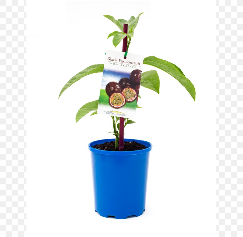 Tree Flowerpot Passion Fruit Vine Plant, PNG, 800x800px, Tree, Bunnings Warehouse, Citrus, Dahlia, Flowerpot Download Free