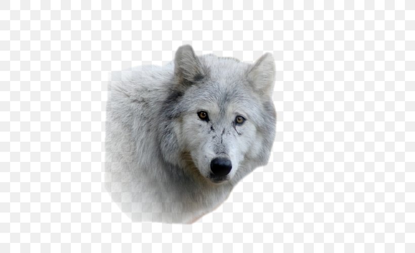 Alaskan Tundra Wolf Fur Snout Wildlife Gray Wolf, PNG, 500x500px, Alaskan Tundra Wolf, Canis, Canis Lupus Tundrarum, Dog Like Mammal, Fur Download Free