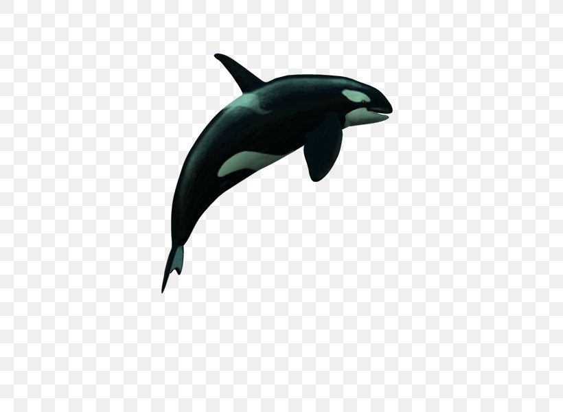 Common Bottlenose Dolphin Wholphin PhotoScape, PNG, 800x600px, Common Bottlenose Dolphin, Animal, Blog, Bottlenose Dolphin, Dolphin Download Free