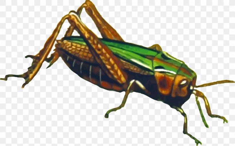 Grasshopper Animal Clip Art, PNG, 2400x1488px, Grasshopper, Arthropod, Beetle, Cdr, Cricket Like Insect Download Free
