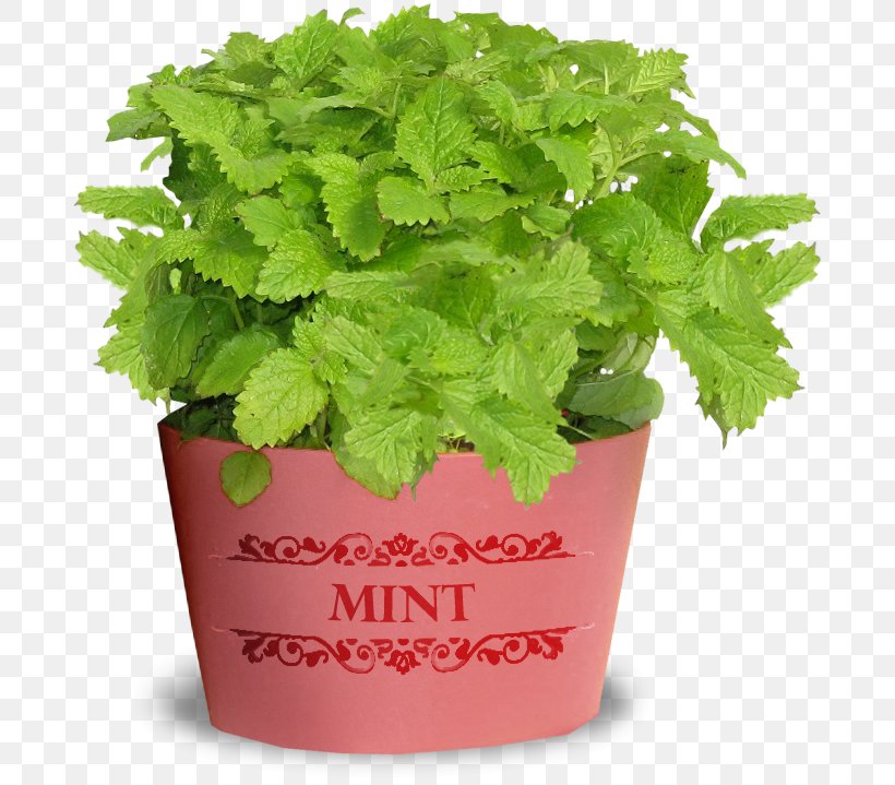 Mentha Spicata Plant Lemonade Green, PNG, 692x719px, Mentha Spicata, Flowerpot, Green, Herb, Herbaceous Plant Download Free