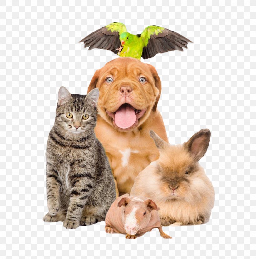 Pet Sitting Dog Cat Puppy, PNG, 988x1000px, Pet Sitting, Animal Rescue Group, Animal Shelter, Carnivoran, Cat Download Free
