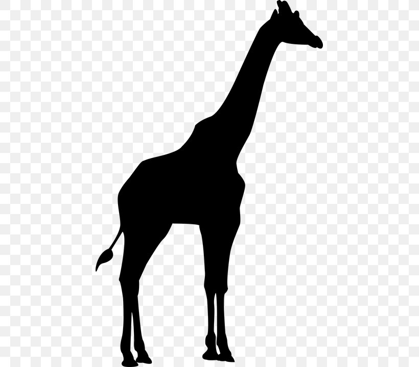 Silhouette Northern Giraffe Clip Art, PNG, 445x720px, Silhouette, Animal, Black And White, Cat, Colt Download Free