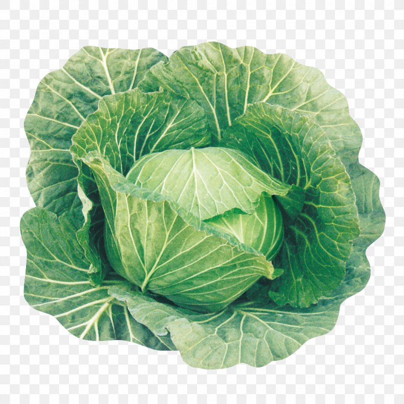 Cabbage Leaf Vegetable Spring Greens Collard Greens, PNG, 960x960px, Cabbage, Budi Daya, Collard Greens, Cruciferous Vegetables, Food Download Free