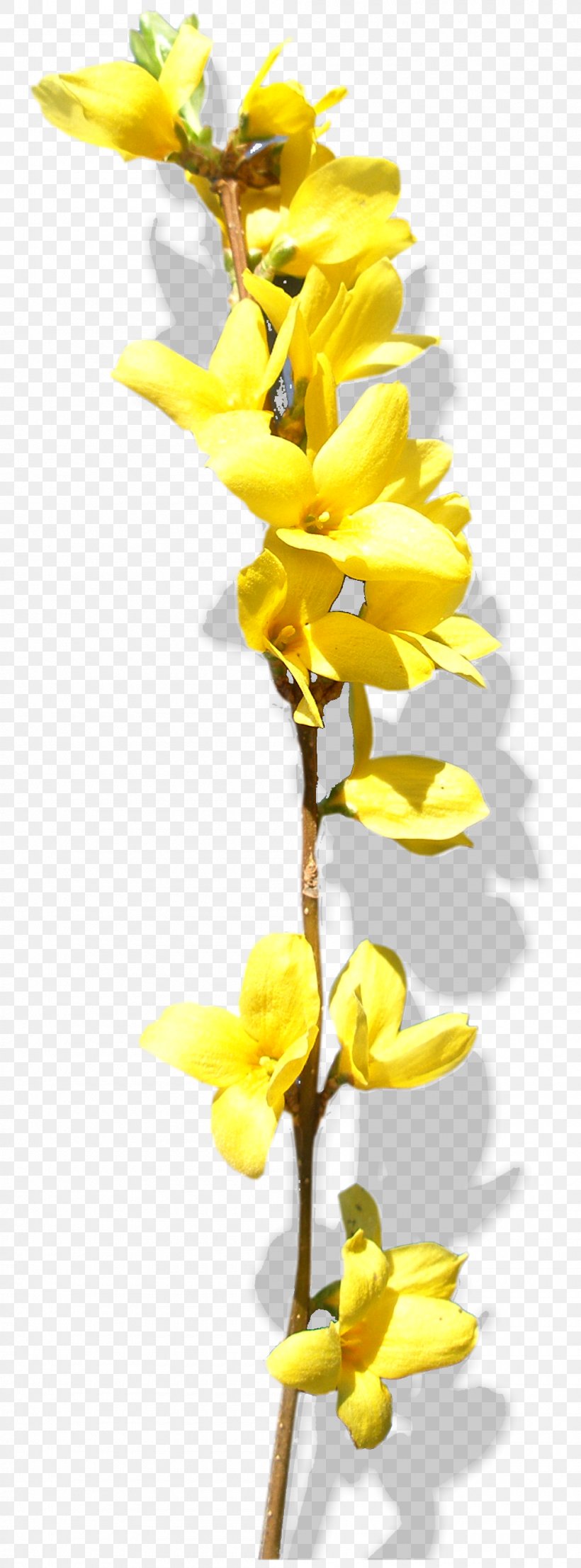 Cut Flowers Chimonanthus Praecox Yellow, PNG, 1000x2700px, Cut Flowers, Blog, Branch, Chimonanthus Praecox, Flora Download Free
