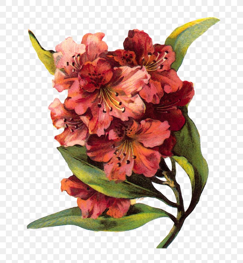 Floral Design Floral Ornament Flower Drawing, PNG, 700x890px, Floral Design, Alstroemeriaceae, Art, Art Nouveau, Cut Flowers Download Free