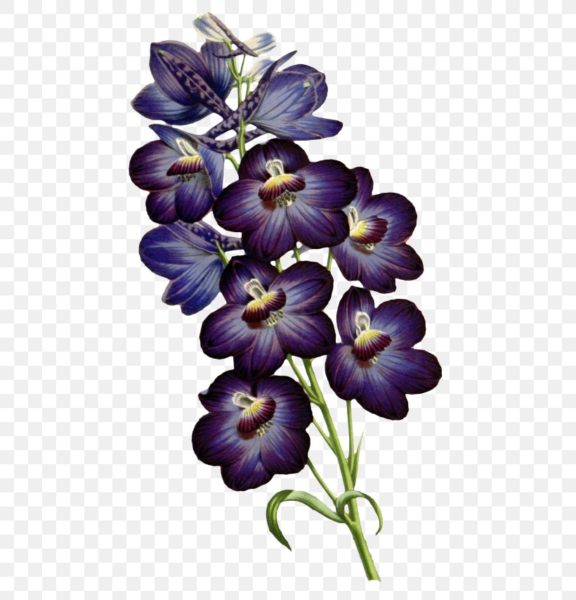 Flower Violet Plant Purple Petal, PNG, 500x853px, Flower, Delphinium, Petal, Plant, Purple Download Free