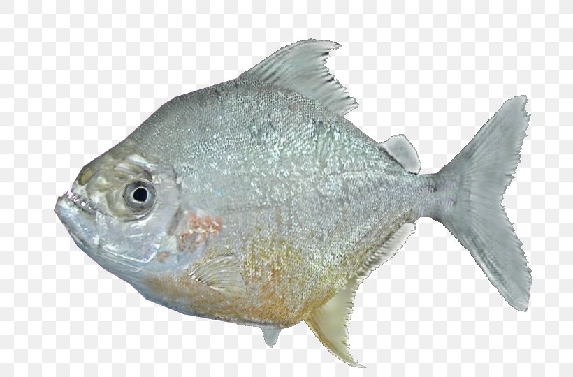 Wimple Piranha Catoprion Serrasalmus Fish, PNG, 736x540px, Piranha, Animal, Cod, Crookedstar, Fauna Download Free