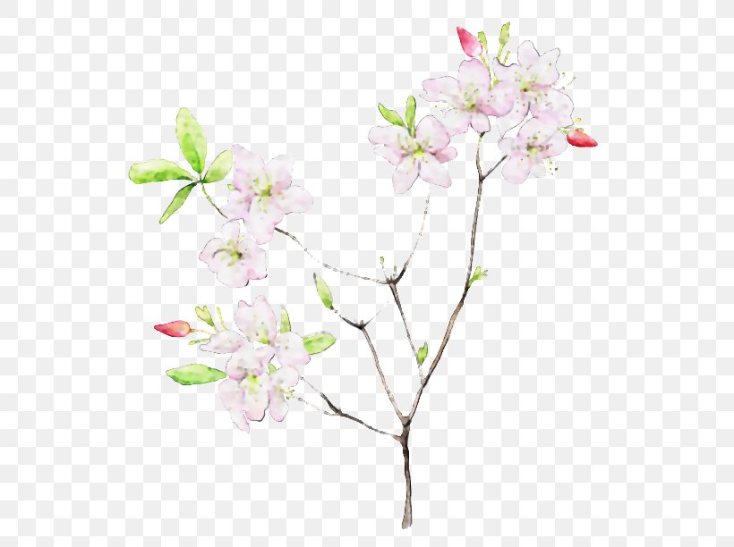 Desktop Wallpaper Image Watercolor Painting Flower Vector Graphics, PNG, 556x612px, Watercolor Painting, Blossom, Branch, Cherry Blossom, Drawing Download Free