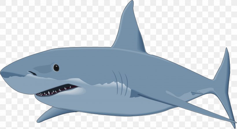 Great White Shark Background, PNG, 3434x1870px, Shark, Blue Shark, Bull Shark, Carcharhiniformes, Cartilaginous Fish Download Free