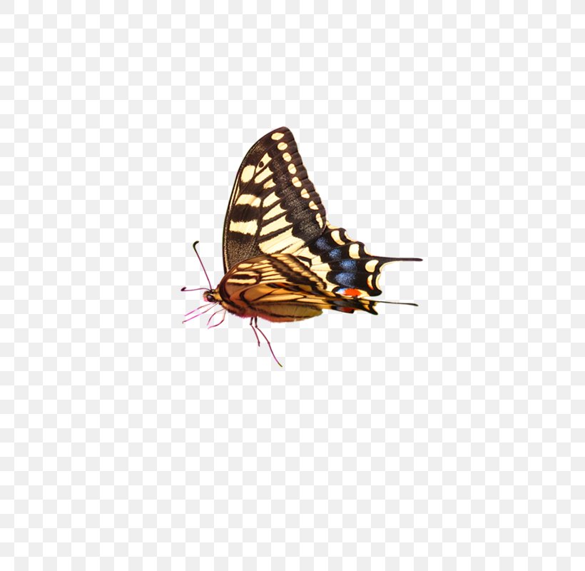 Computer Graphics, PNG, 800x800px, Computer Graphics, Arthropod, Blue, Brush Footed Butterfly, Butterfly Download Free