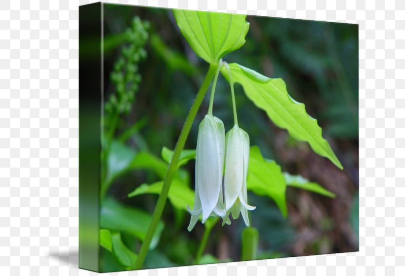 Fritillaries Plant Stem Leaf Wildflower, PNG, 650x560px, Fritillaries, Bellflower Family, Flora, Flower, Fritillaria Download Free