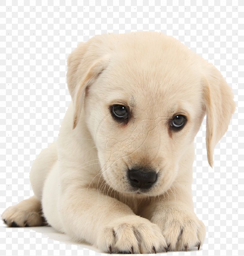 Labrador Retriever Puppy Pet Sitting Cat Kitten, PNG, 964x1013px, Labrador Retriever, Animal, Carnivoran, Cat, Companion Dog Download Free