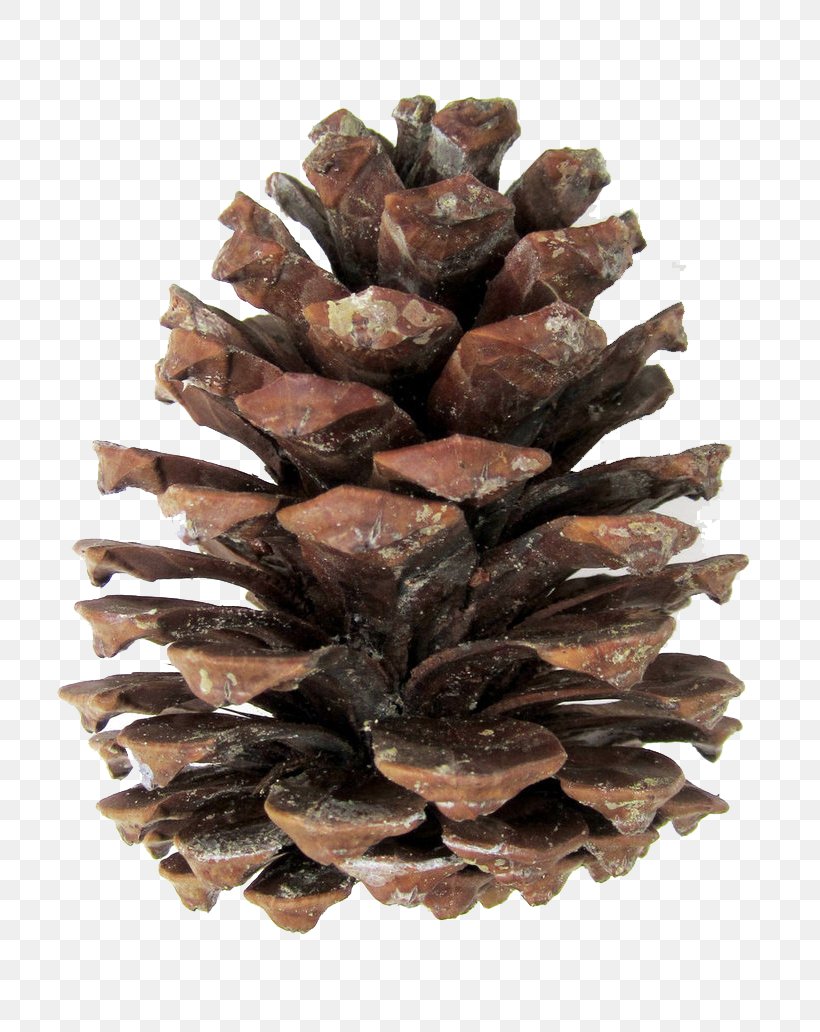 Pine Conifer Cone Image Desktop Wallpaper, PNG, 774x1032px, Pine, American Larch, American Pitch Pine, Art, Balsam Fir Download Free
