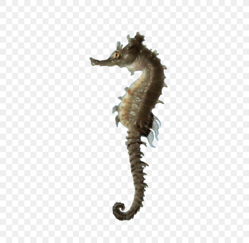 Seahorse Clip Art, PNG, 441x800px, Seahorse, Animal, Fish, Horse, Northern Seahorse Download Free
