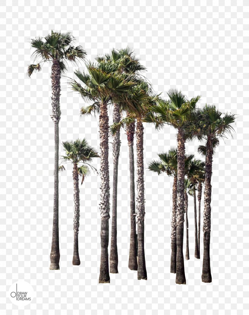 Asian Palmyra Palm Castelló De La Plana Shore Arecaceae Date Palm, PNG, 3291x4168px, Asian Palmyra Palm, Arecaceae, Arecales, Beach, Borassus Download Free