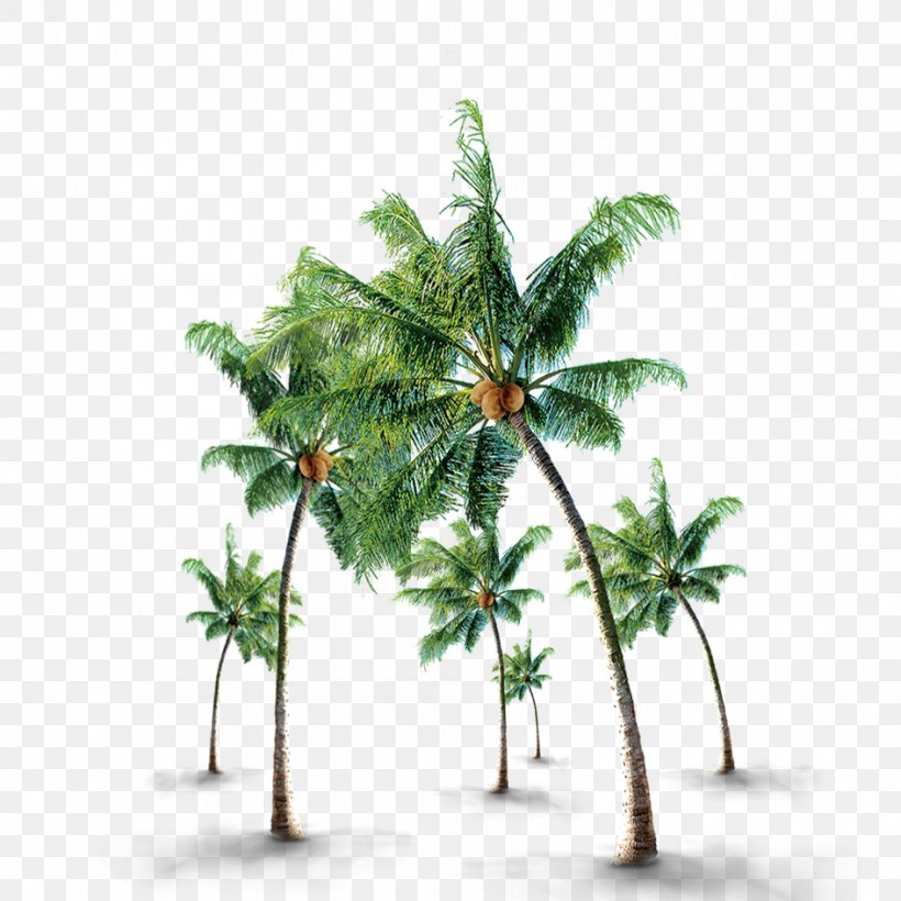 Coconut Tree, PNG, 945x945px, Coconut, Arecaceae, Arecales, Branch, Flowerpot Download Free