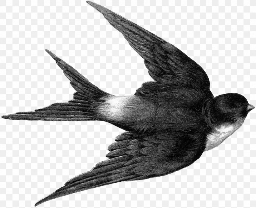 Edible Bird's Nest Barn Swallow Clip Art Tree Swallow, PNG, 1800x1458px, Bird, Bahama Swallow, Barn Swallow, Beak, Black And White Download Free