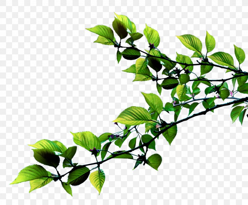 Leaf Plant Stem Twig Succulent Plant, PNG, 1024x849px, Leaf, Branch, Burknar, Flower, Information Download Free