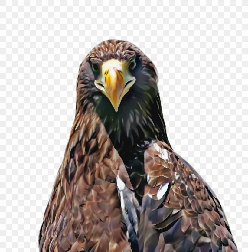 Bird Bird Of Prey Eagle Accipitridae Beak, PNG, 1984x2016px, Bird, Accipitridae, Beak, Bird Of Prey, Eagle Download Free