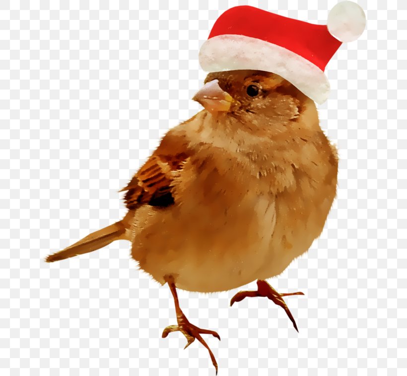 Bird Sparrow Animal Cygnini, PNG, 658x756px, Bird, Animal, Beak, Bird Nest, Christmas Ornament Download Free