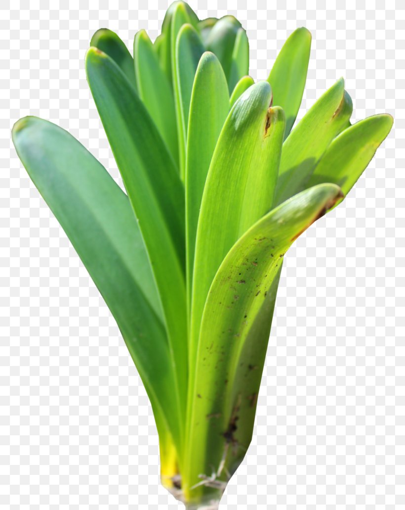 Leaf Plant Flower, PNG, 774x1031px, Leaf, Deviantart, Flower, Grass, Plant Download Free