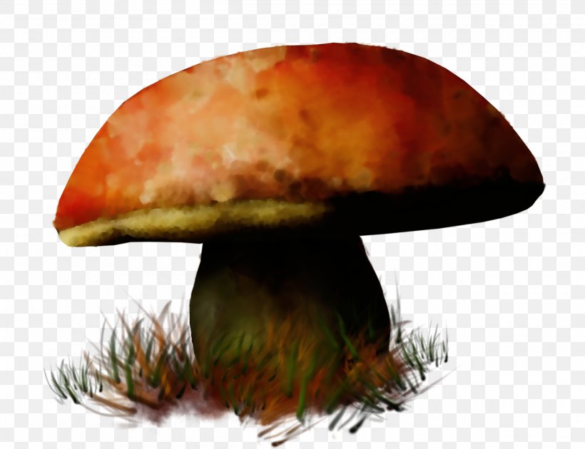 Mushroom Penny Bun Bolete Edible Mushroom Agaric, PNG, 2500x1923px, Watercolor, Agaric, Agaricomycetes, Agaricus, Bolete Download Free
