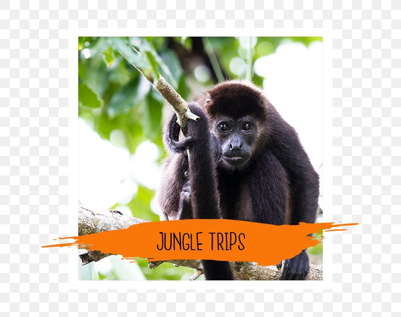 Western Gorilla House Over The Water Rentals Accommodation Orangutan, PNG, 650x650px, Western Gorilla, Accommodation, Bedroom, Common Chimpanzee, Duplex Download Free