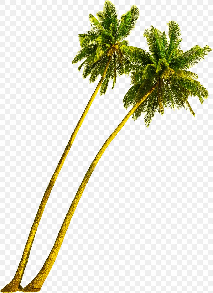 Arecaceae Tree Coconut Stock Photography Plant, PNG, 1500x2062px, Arecaceae, Arecales, Branch, Coconut, Date Palm Download Free